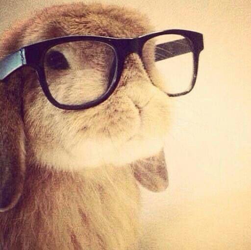 A rabbit is wearing oversized black glasses which appear humorously large for its face. The way the glasses sit on its nose gives the rabbit a scholarly or intellectual appearance.