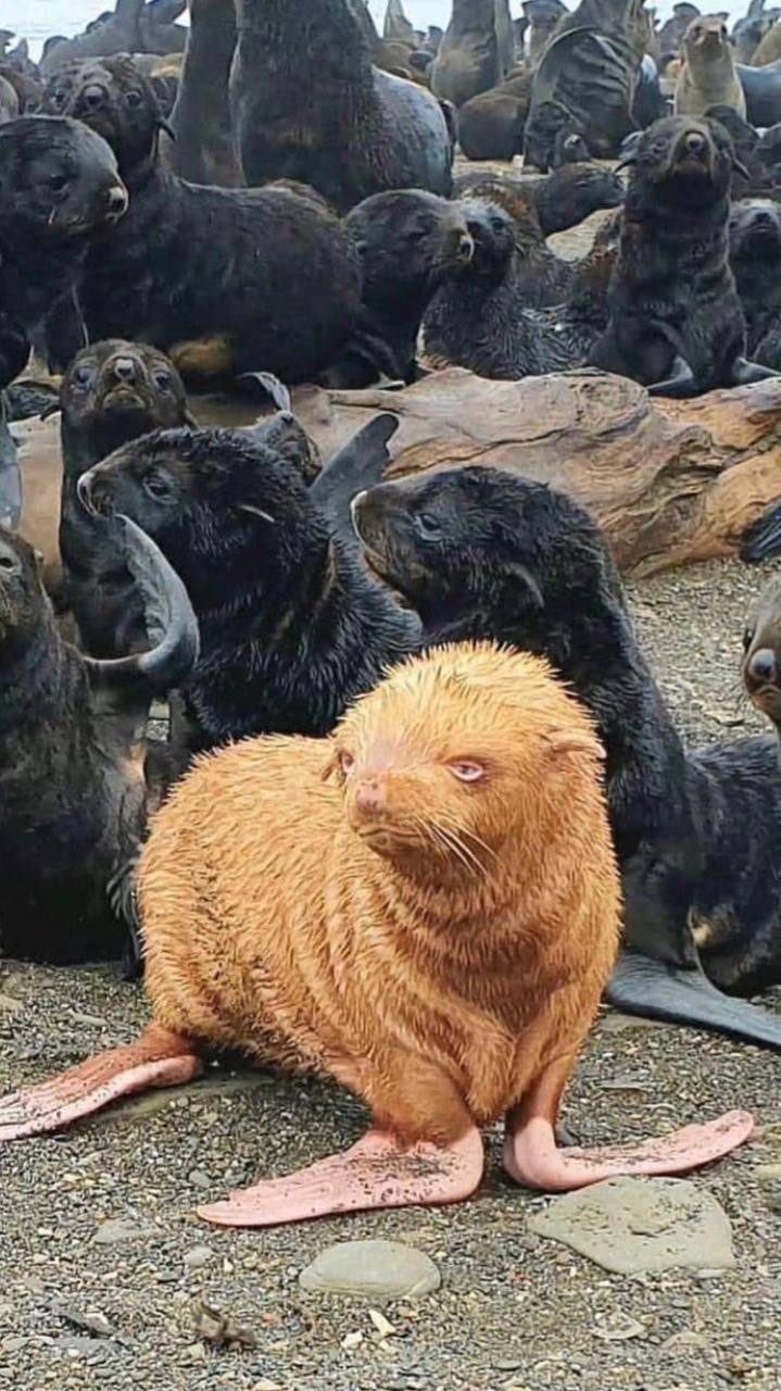 A bright orange, furry seal stands out in the foreground, surrounded by numerous black seals, all presumably lounging on a rocky coastline. The orange seal looks quite peculiar, likely due to a rare condition causing the unique color of its fur. Behind and around this unusual creature is a crowd of the common black counterpoints, some looking directly towards the camera, others interacting with each other or ignoring the intrusion upon their gathering.