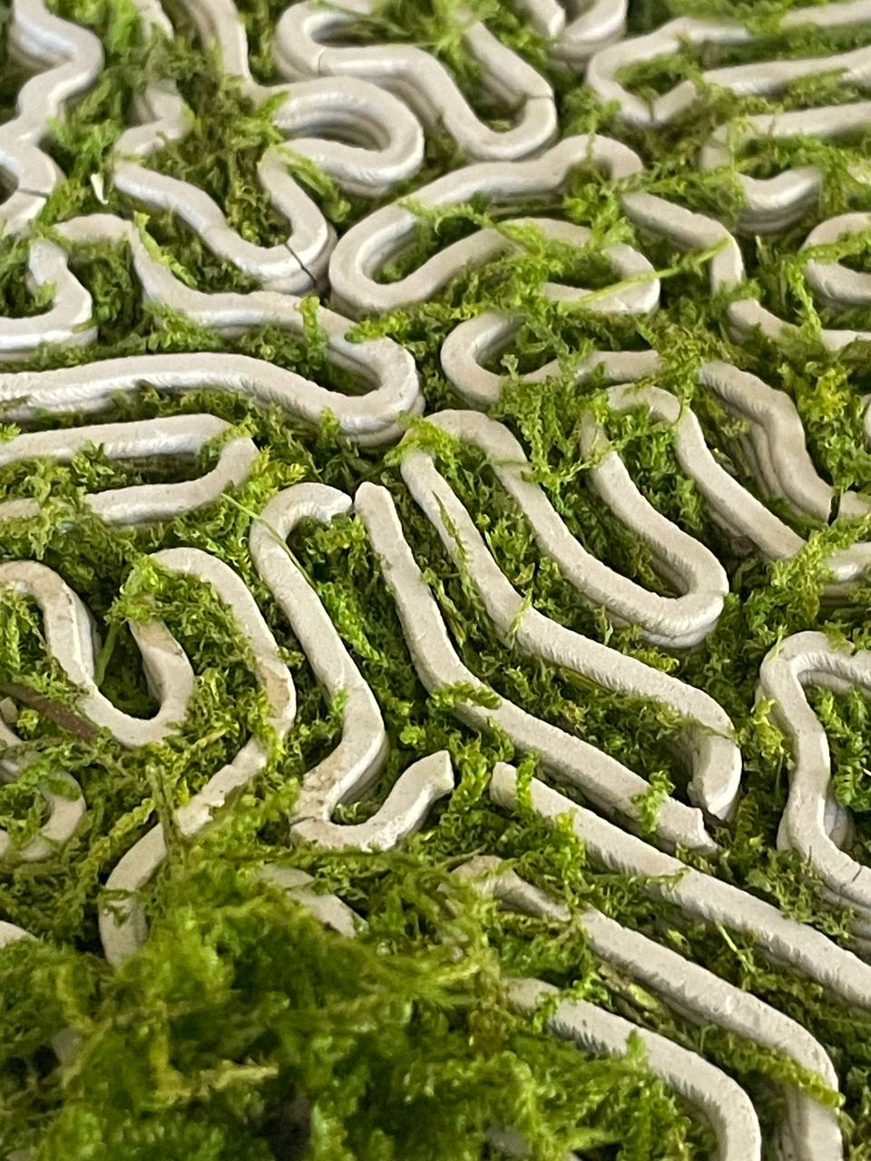 An intricate network of white, squiggly structures interspread with lush green moss.