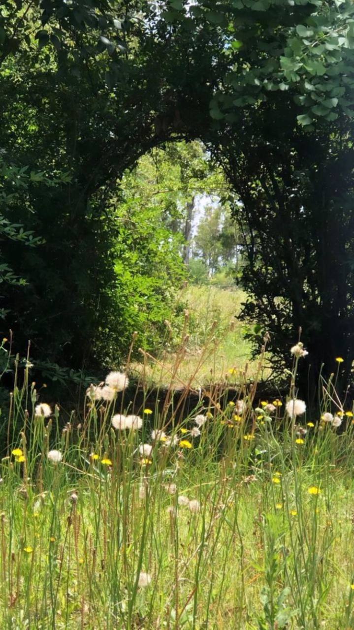 In the foreground, there is lush green grass containing various wildflowers, including dandelions, some of which have matured to the white, fluffy seed stage known as 'blowballs' or 'clocks'. Among them, yellow dandelion flowers can also be seen.