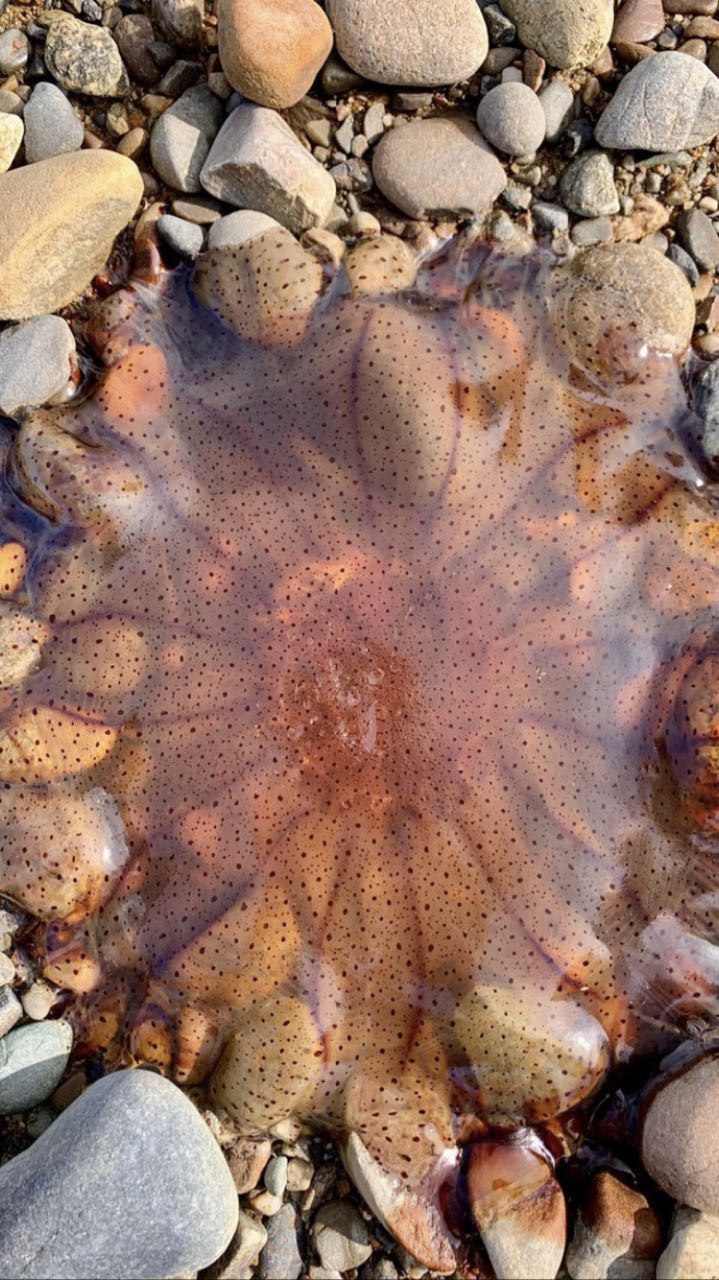 A jellyfish is resting on a bed of smooth pebbles and rocks, partially submerged in shallow water. Its body appears to be brown and spotted, and it seems to be contracting slightly, taking on more of a closed cup shape rather than lying completely flat.