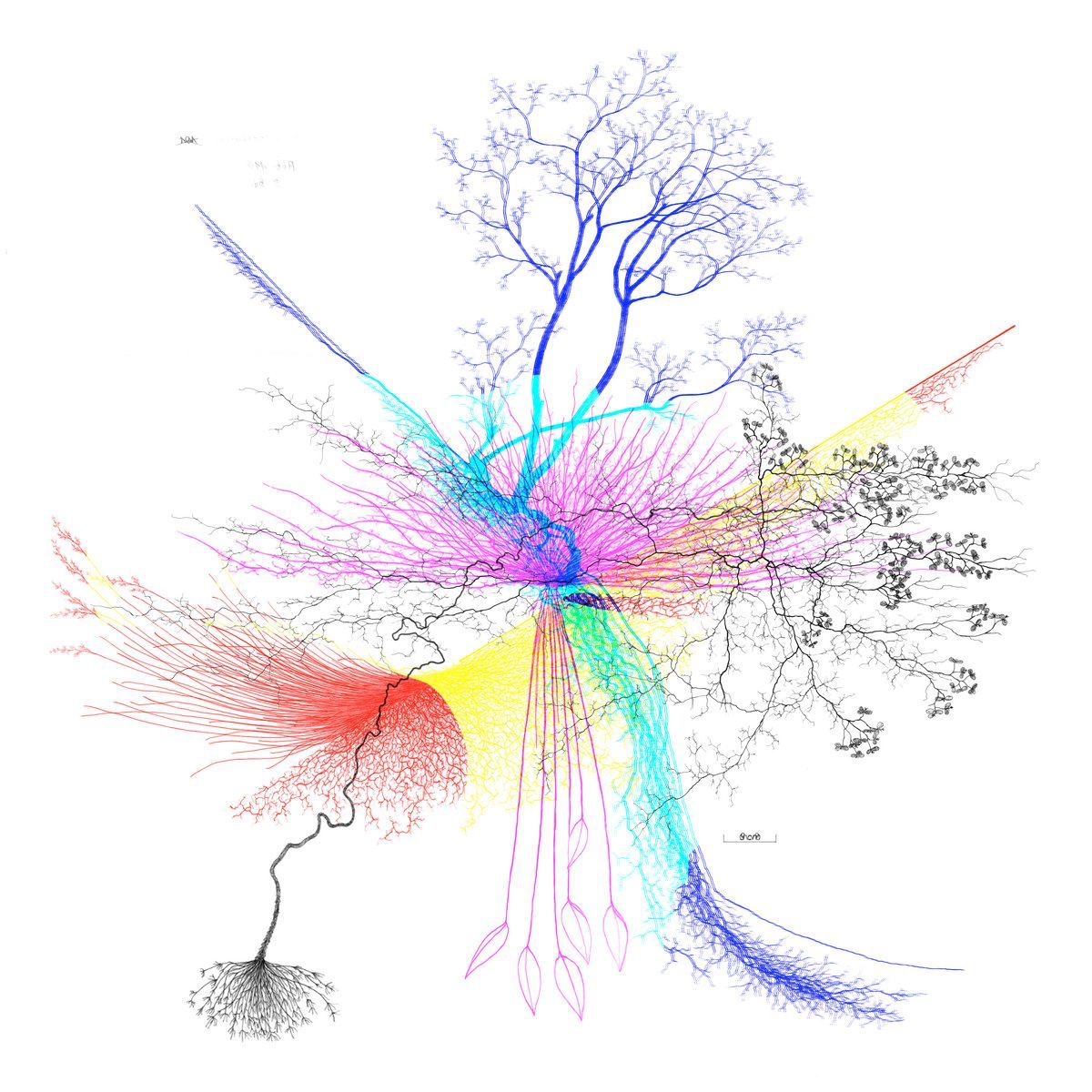 Visible is a colorful artistic representation of various branching patterns found in nature.