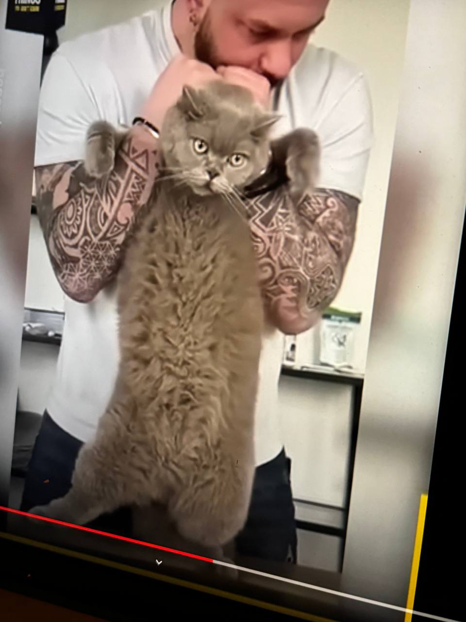 A man with tattooed arms stands holding a cat with a very expressive face; the cat's front limbs appear limp as if fully relaxed or being held in a way that discourages movement.