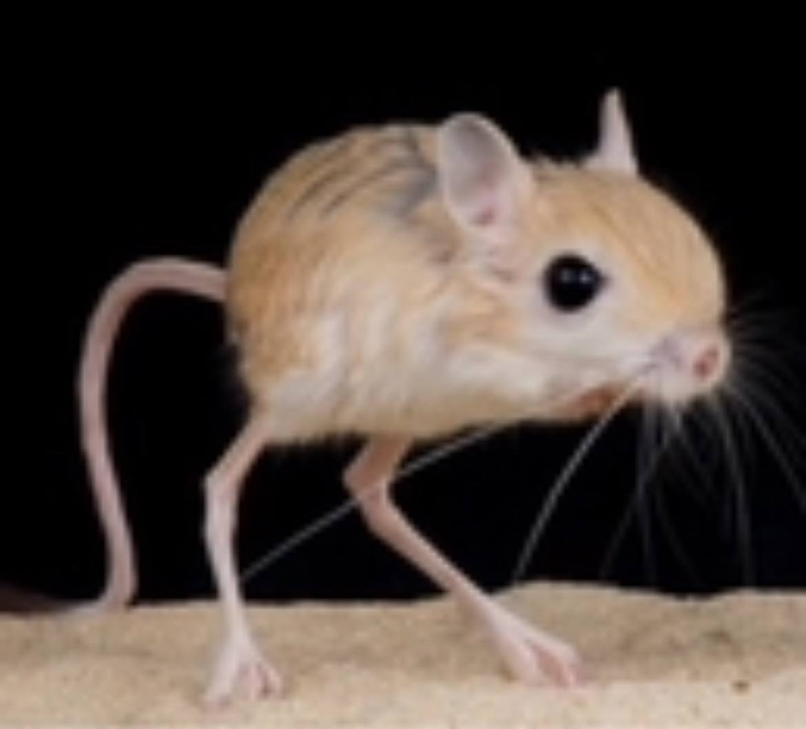 A small rodent with large ears and eyes, light tan fur, a long tail, and prominent whiskers. It's standing against a black background.