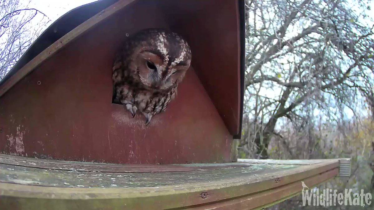 Brown owl perched inside a wooden birdhouse, trees in the background, daylight, text "WildlifeKate" watermark.