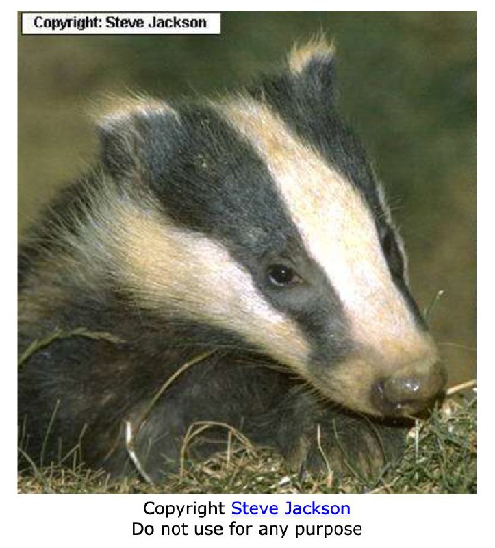 A badger with distinctive black and white face markings resting in a grassy area, with a visible copyright notice by Steve Jackson that states "Do not use for any purpose."