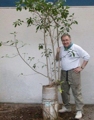 Man smiling, white long sleeve shirt, badge, khaki pants, white shoes, leaning on a tree, tree in a makeshift barrel planter, wall, foliage, casual pose.