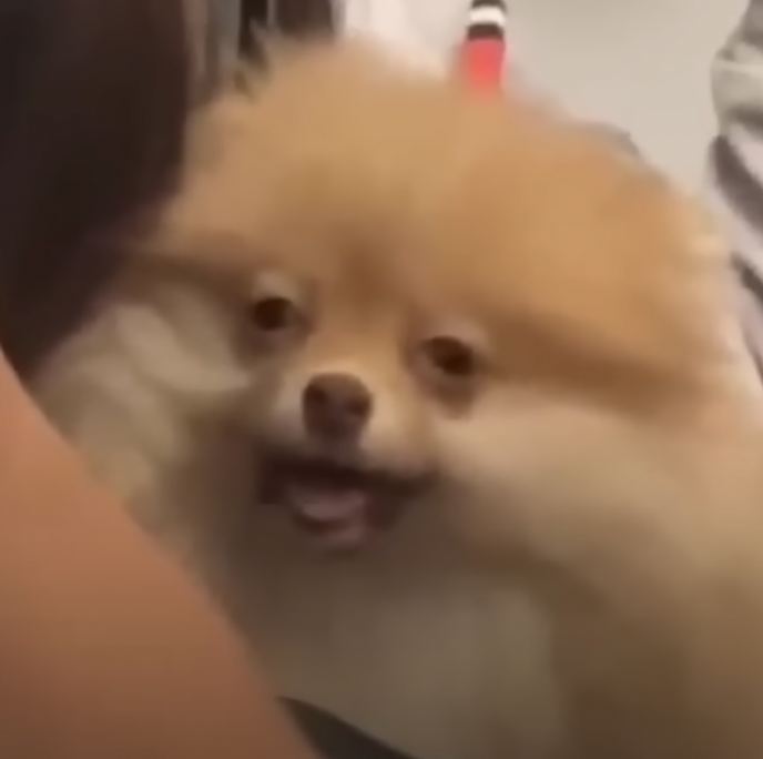 That's a close-up view of a Pomeranian dog with a fluffy light brown coat. The dog is looking directly towards the viewer, showing its tiny sharp teeth slightly, giving it a somewhat sneaky or playfully mischievous expression.