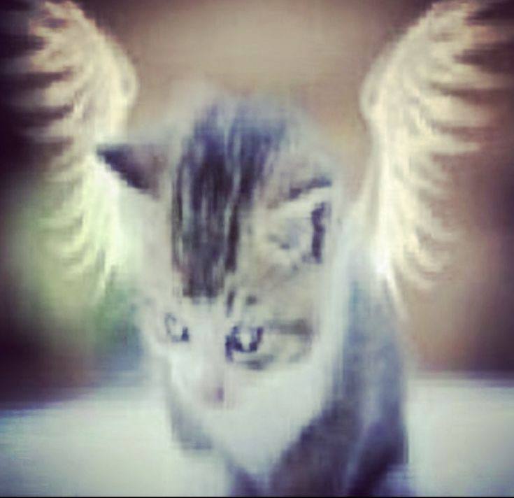 There appears to be a kitten looking upwards, but the one intriguing thing about it is the presence of wings on its back, resembling an angelic figure. The quality of the image is quite poor and blurry, making the details hard to distinguish.