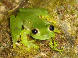 A green frog is visible with large, prominent black eyes, and its skin appears translucent in certain areas, exposing some internal features. It is on a substrate that looks like a mix of jewel with green moss or lichen spread across it, maybe indicating a damp environment.