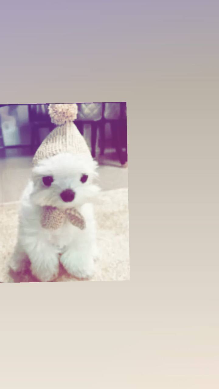 A fluffy white toy dog is adorned with an oversized knit hat flopped to one side and completed with a pom-pom on top. It features large, dark, beady eyes, a round black nose, and is fitted with a matching knit bow tie or scarf under its chin.