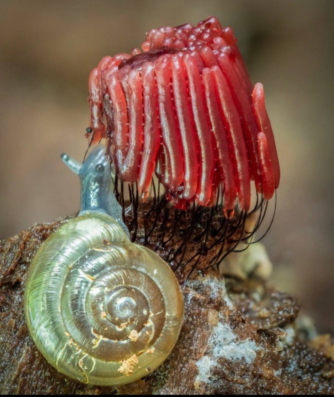 A snail with a shiny, greenish golden shell is shown traveling across what seems to be a wet surface.