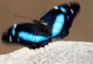 A blue and black butterfly with its wings slightly open is perched atop a rough surface. The prominent blue patches on the wings stand out against the otherwise dark coloration of the butterfly. The image is blurry, making detailed identification or analysis difficult.