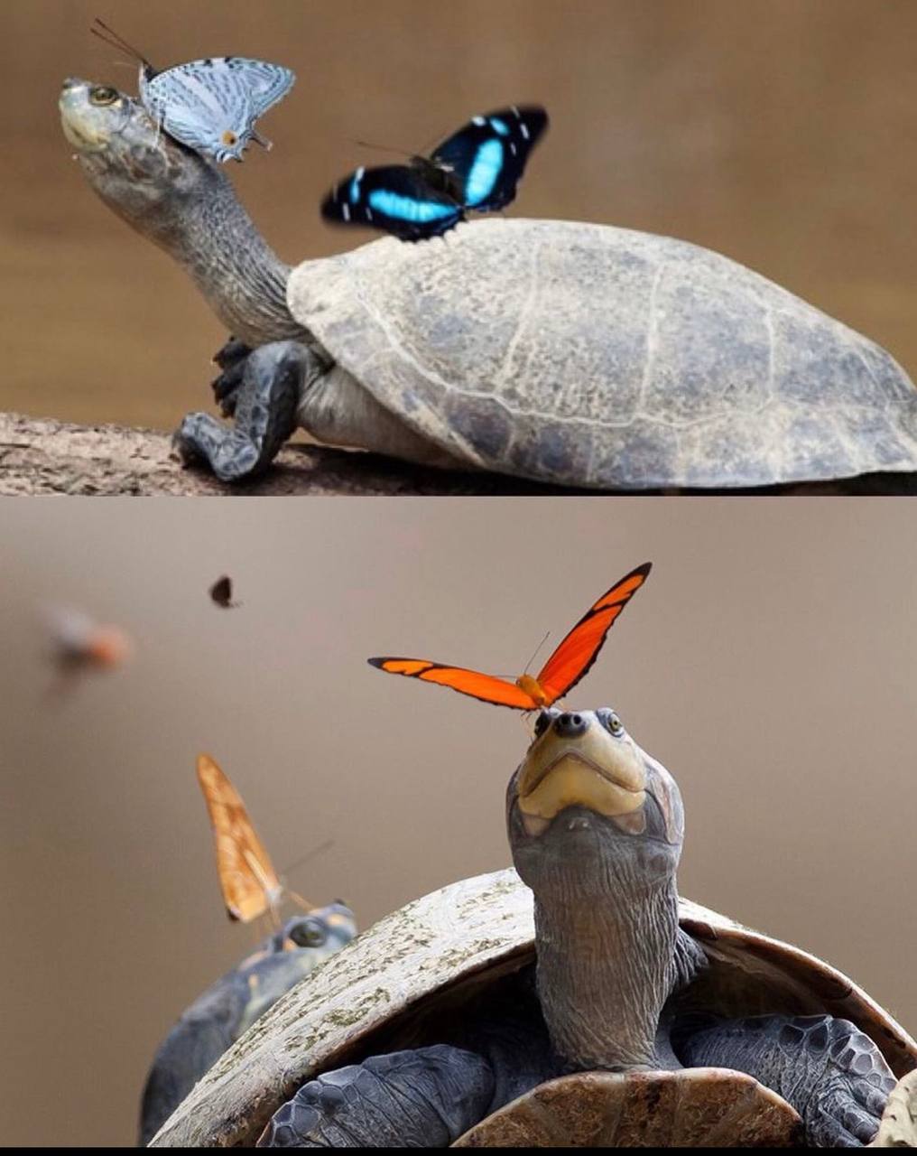 There are two scenes of tortoises with butterflies on and around their heads.