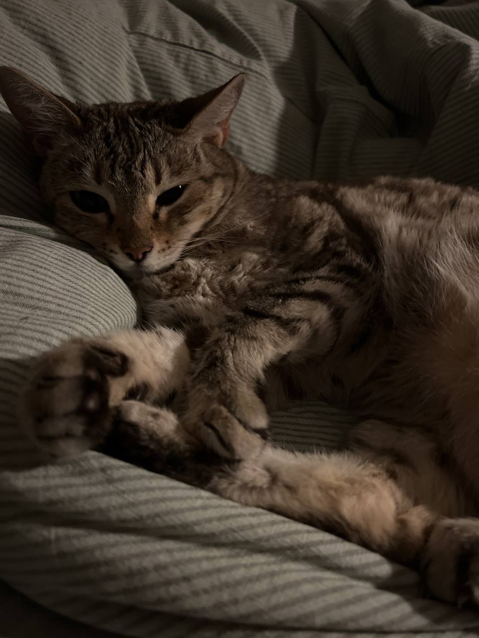 A domestic cat is lying comfortably on a striped fabric. It appears relaxed and cozy, with its eyes partly closed, looking slightly off-camera, which suggests a state of rest or the beginning of a nap. The room's low lighting suggests it might be evening or inside a dimly lit space. The focus and affect support a calm, intimate atmosphere.