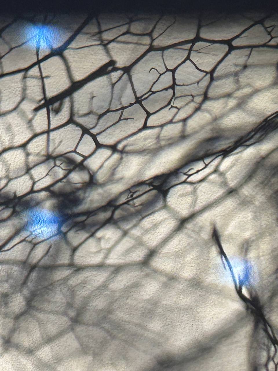 There appear to be scattered shadows of branches and leaves, along with some areas of diffused sunlight filtering through, casting patterned effects that look veiny or crackled, much like a dry river bed.