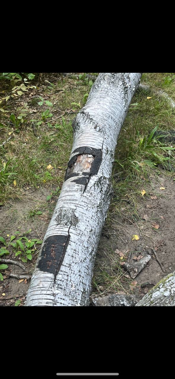 A fallen birch tree with patches where the bark has been stripped away, revealing the underlying wood. The tree trunk is lying across grass and leaves on the ground, indicating a natural outdoor environment.