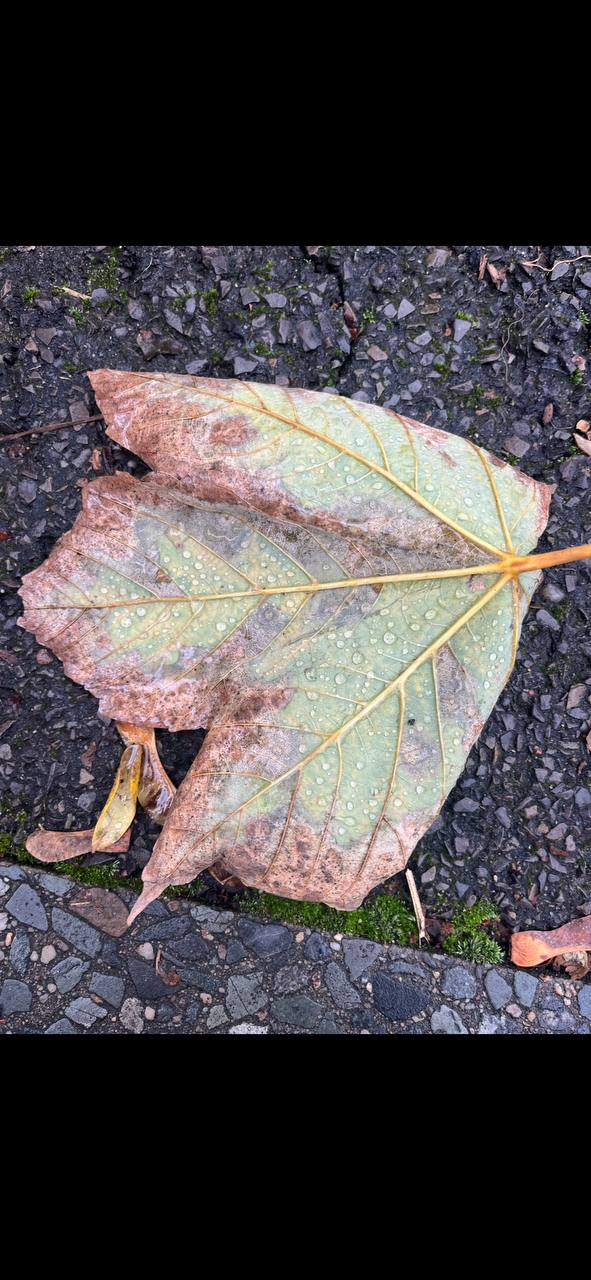 A large leaf, predominantly brown with some green hues, is lying on a rough, pebbled surface interspersed with small patches of moss. Water droplets have settled on the leaf indicative of recent rain or morning dew.